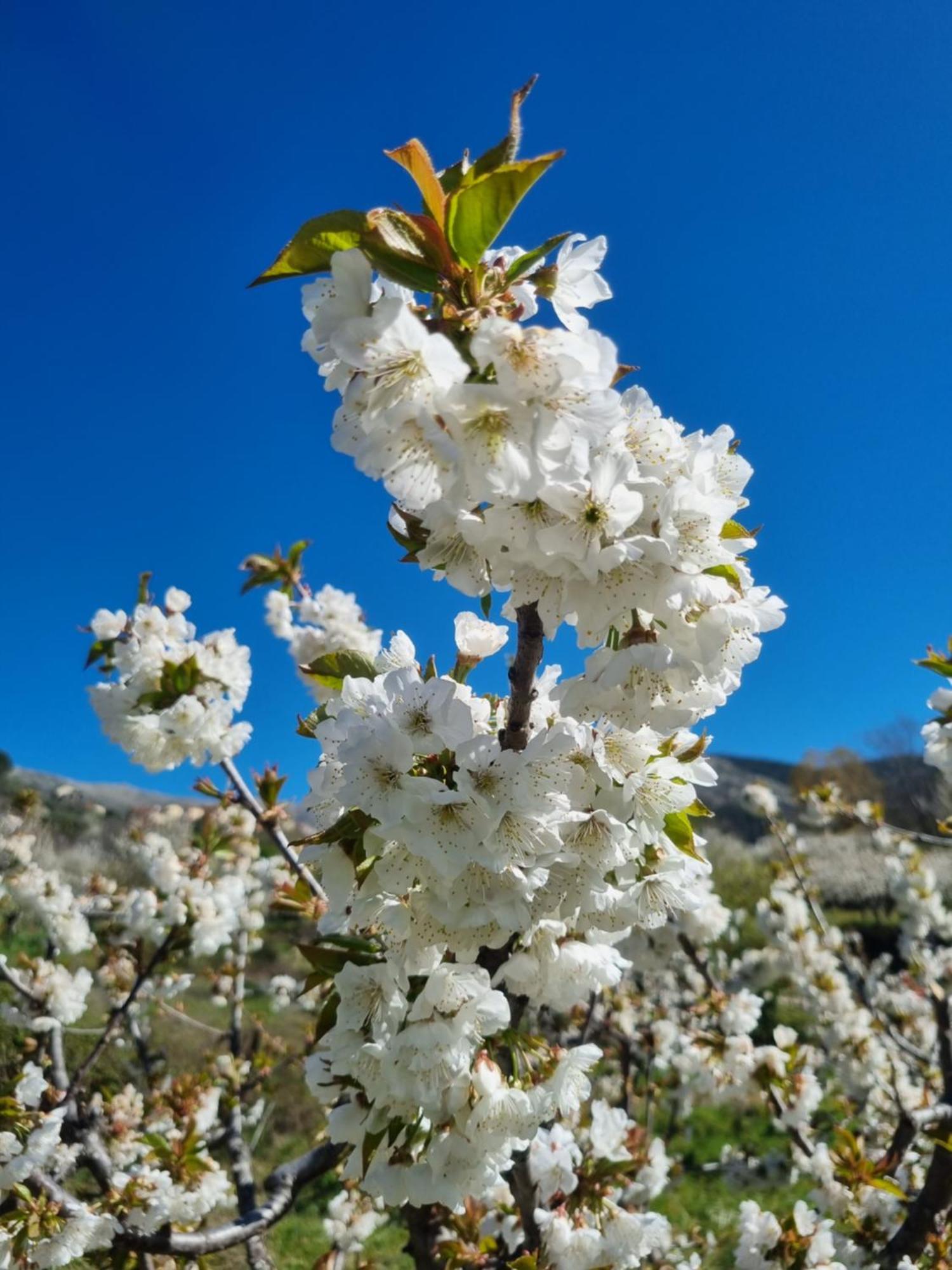 El Arrecorzo By #cherrygredos Appartement El Arenal (Castile and Leon)