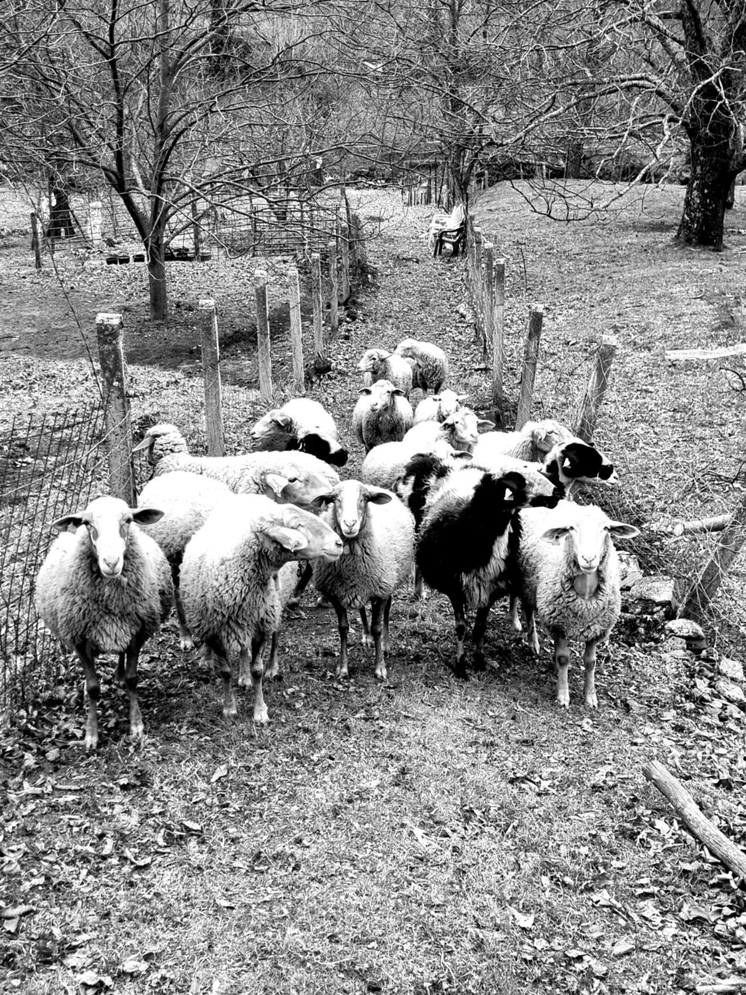 El Arrecorzo By #cherrygredos * El Arenal (Castile and Leon)
